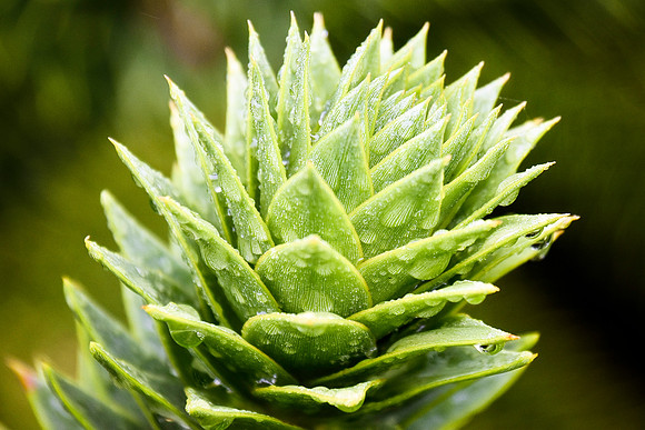 Botanics103