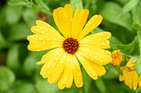 Botanics104