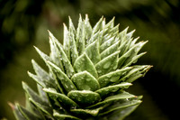 Botanics102