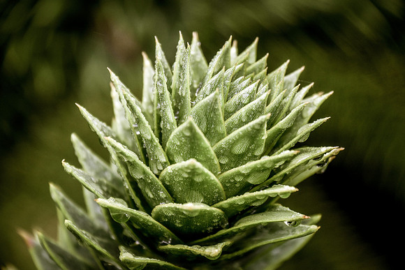 Botanics102