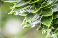 Botanics101