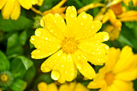 Botanics105