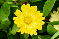 Botanics106