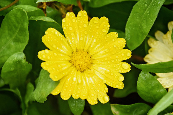Botanics106
