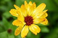 Botanics107