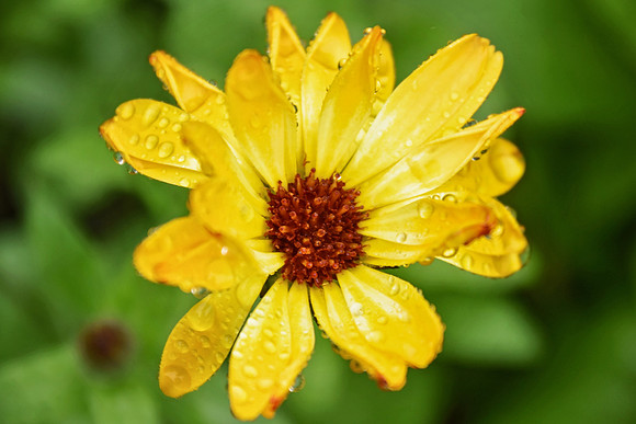 Botanics107