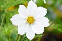 Botanics108