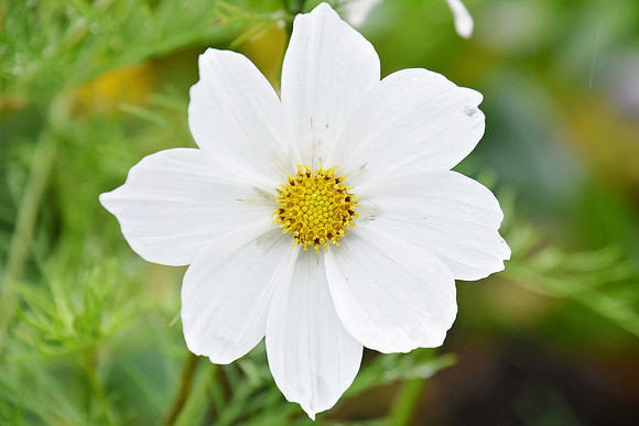 Botanics108