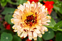 Botanics109
