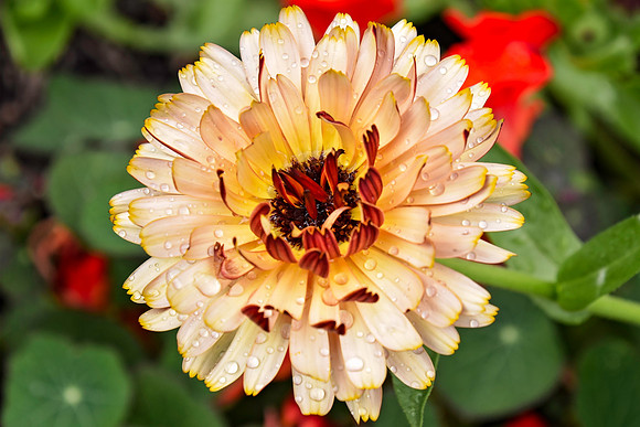 Botanics109
