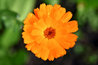 Botanics110