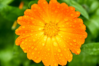 Botanics111