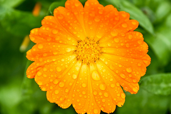 Botanics111