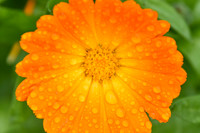 Botanics112