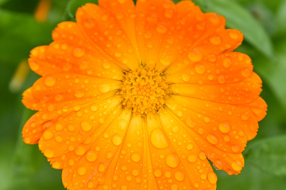 Botanics112