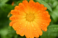 Botanics113