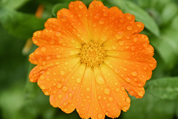 Botanics113