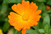 Botanics114
