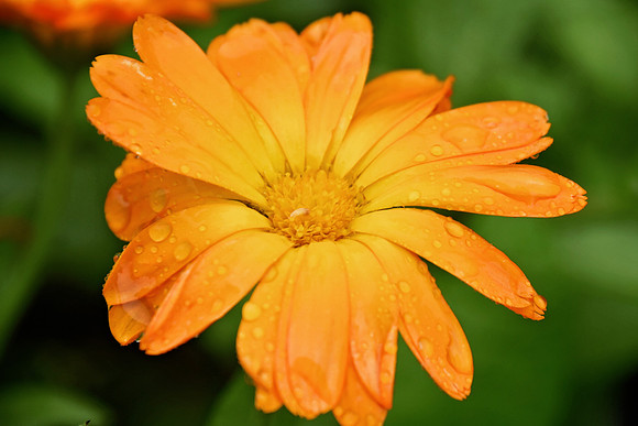 Botanics115