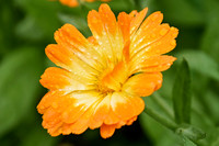 Botanics116