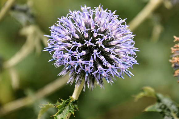 Botanics117