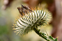Botanics118