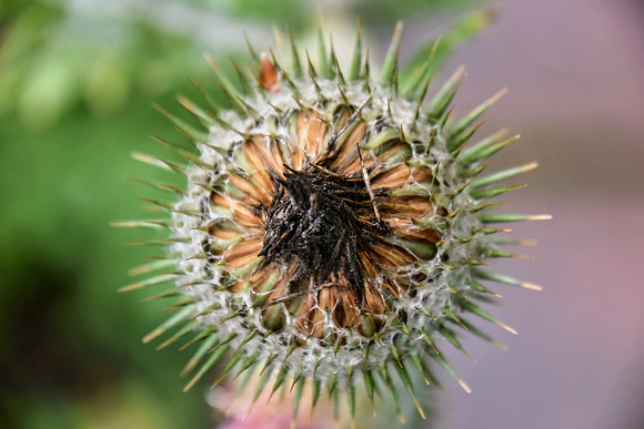 Botanics119