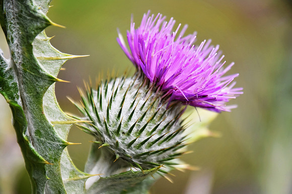 Botanics120