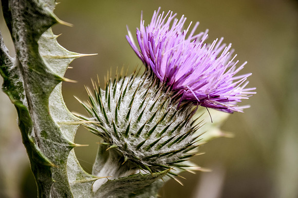 Botanics121