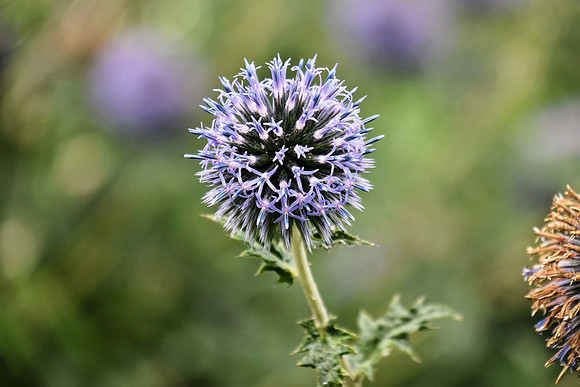 Botanics122
