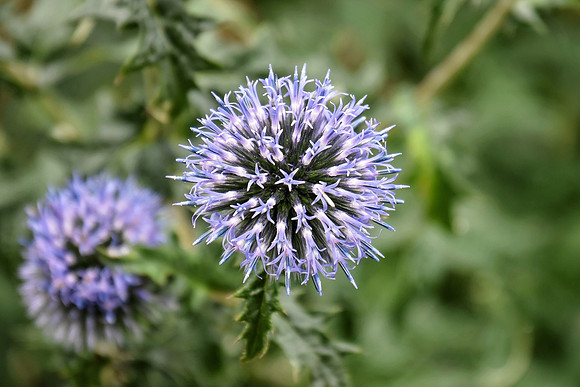 Botanics123