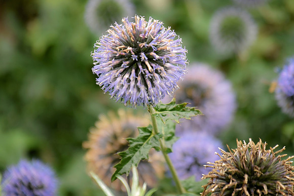 Botanics124