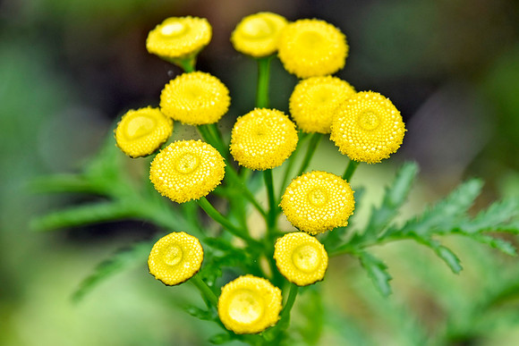 Botanics125