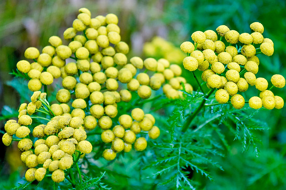Botanics126