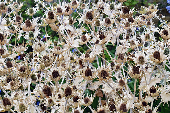 Botanics128