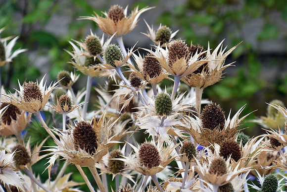 Botanics129