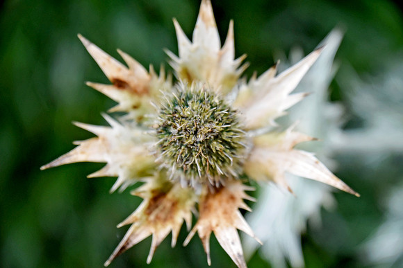 Botanics129-