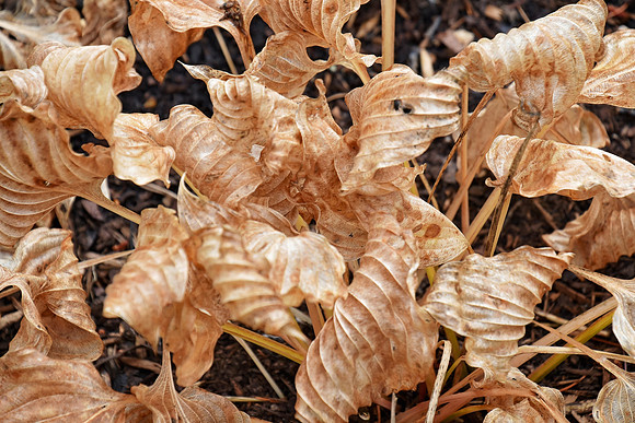 Botanics130