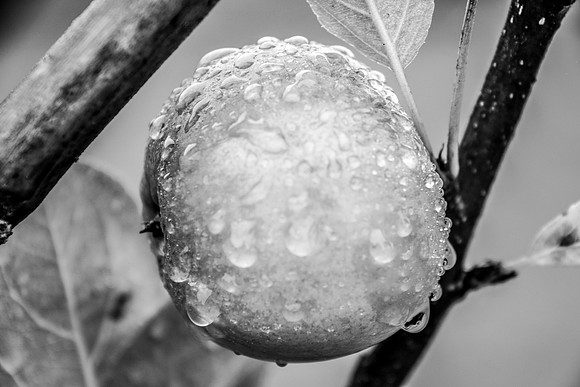 Botanics132