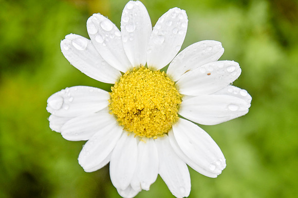 Botanics139