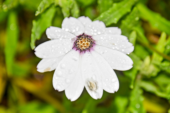 Botanics140