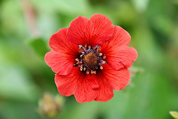 Botanics141