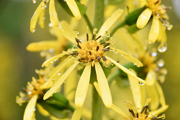 Botanics142