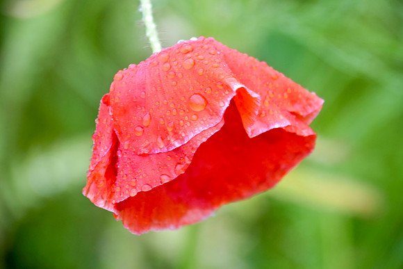 Botanics143