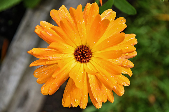 Botanics144