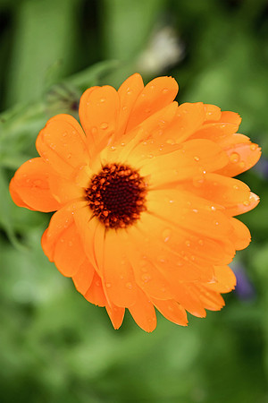 Botanics145