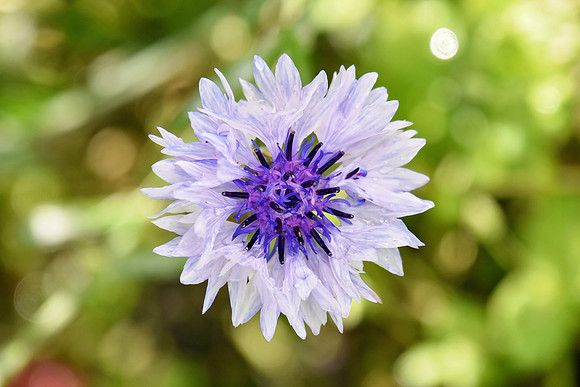 Botanics146
