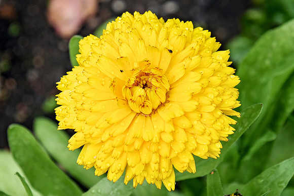 Botanics147