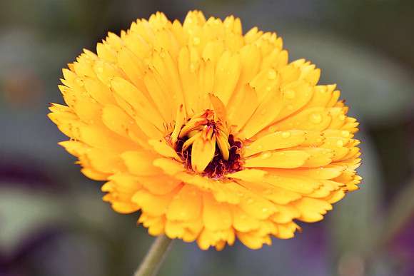 Botanics148