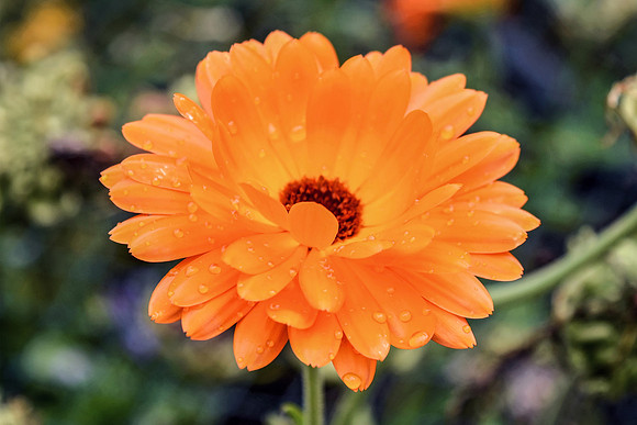 Botanics149